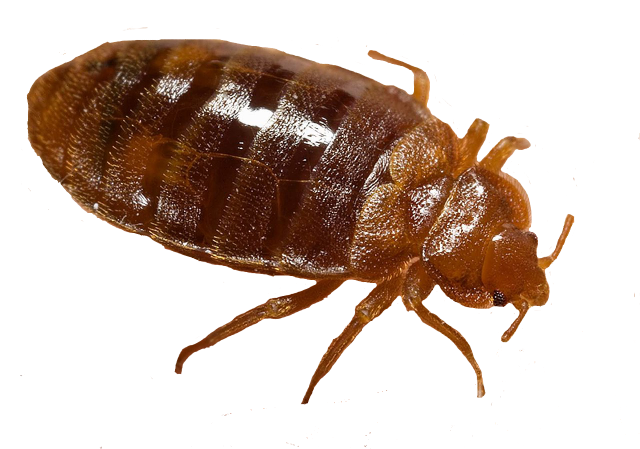 BED BUGS image