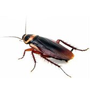 COCKROACHES image