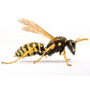 WASPS image